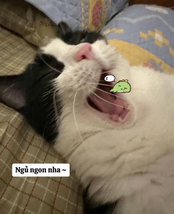 Mèo ngủ ngon meme