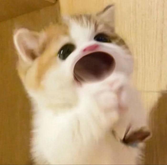 Ngạc nhiên meme bất ngờ