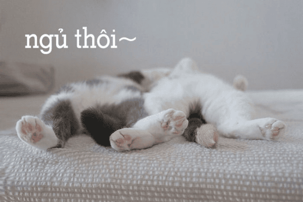 Ngủ ngon meme mèo