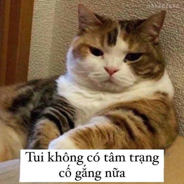 Tải ngay loạt ảnh meme mệt mỏi buồn cười & hài hước 38 Tôi quá mệt mỏi meme