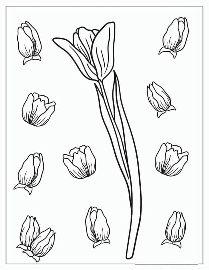 Gợi ý 78+ bộ vẽ tranh tô màu hoa tulip đẹp nhất cho bé 27 Tranh tô màu hình bông hoa tulip