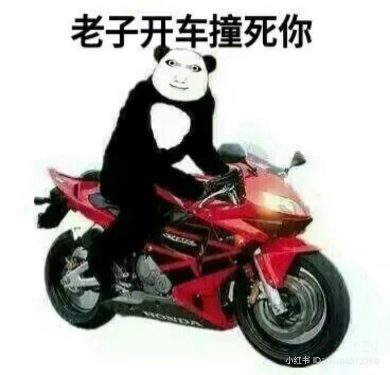 meme gấu trúc lái xe