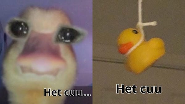 meme hết cứu vịt vàng